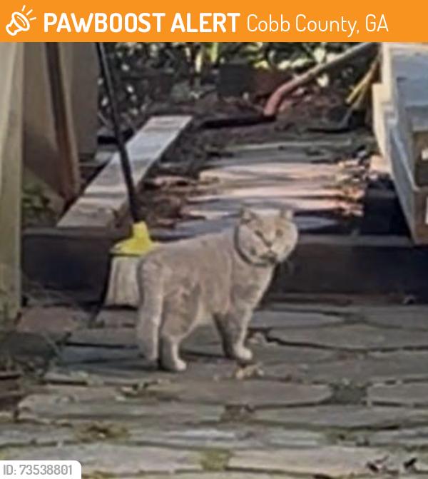 Found/Stray Unknown Cat last seen Wesley chapel, Cobb County, GA 30062
