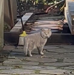 Found/Stray Unknown Cat last seen Wesley chapel, Cobb County, GA 30062