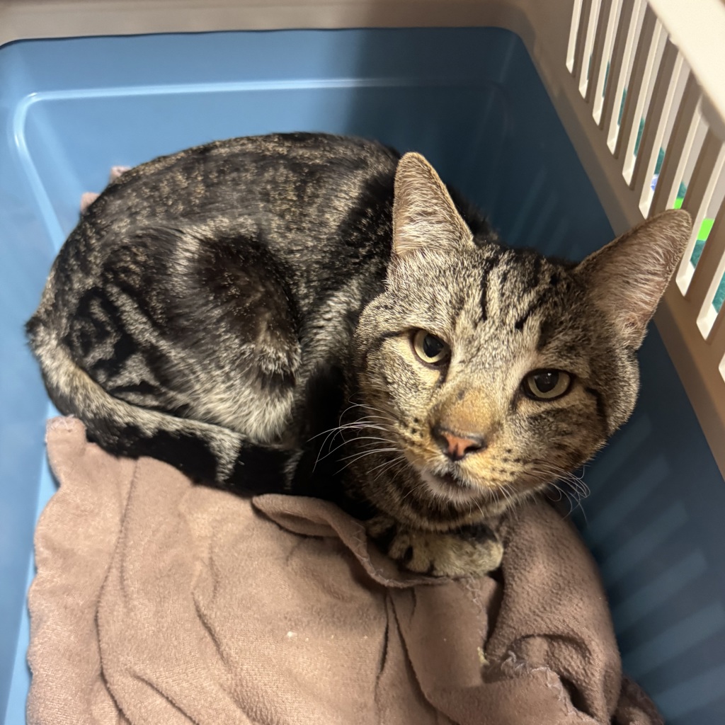 Shelter Stray Male Cat last seen Near Manor Boulevard, SAN LEANDRO, CA, 94579, 8323 Baldwin St, Oakland, CA 94621, USA