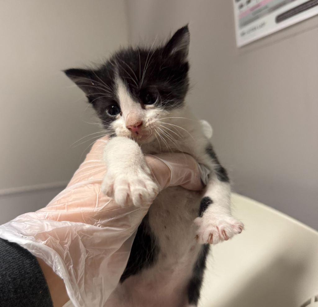 Shelter Stray Male Cat last seen 2401West Ave 133rd St 94577, SAN LEANDRO, CA, 94577, 8323 Baldwin St, Oakland, CA 94621, USA