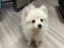 Shelter Stray Male Dog last seen Melrose Drive, Oceanside, CA, 92056, Oceanside, CA 92058, USA