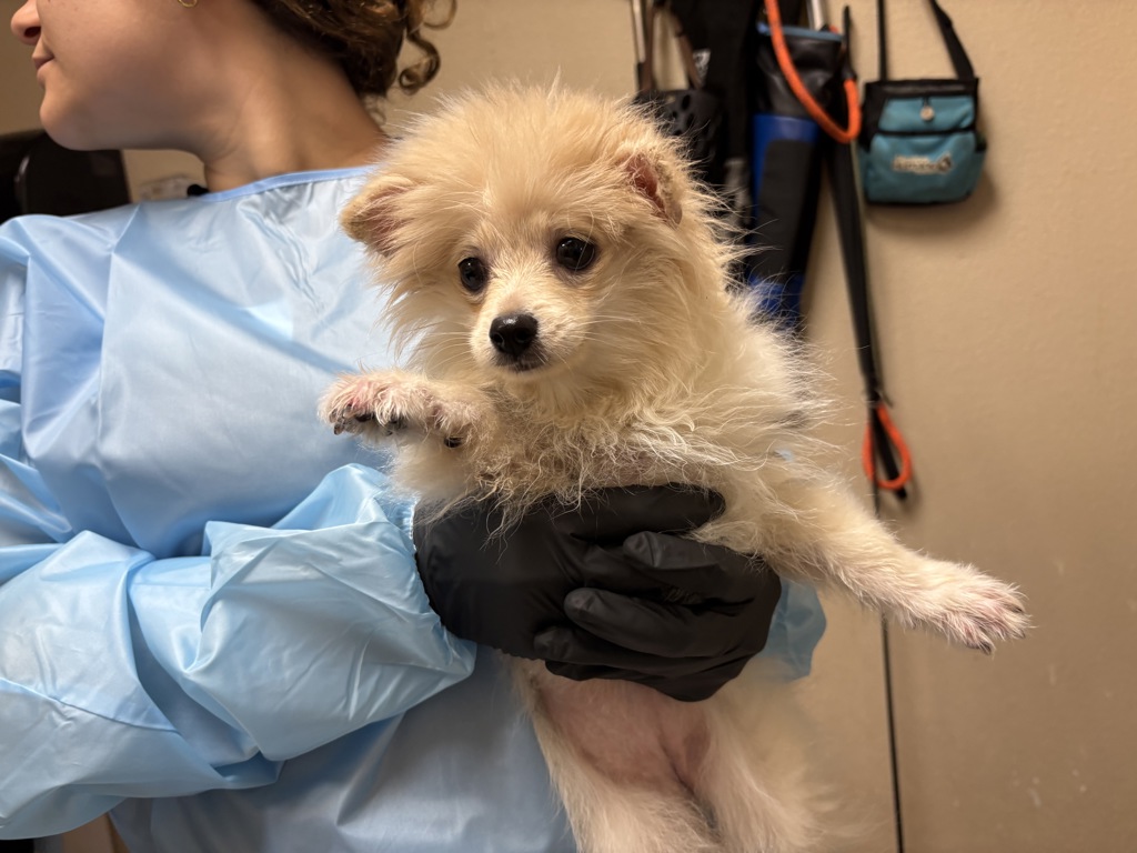 Shelter Stray Female Dog last seen Melrose Drive, Oceanside, CA, 92056, Oceanside, CA 92058, USA