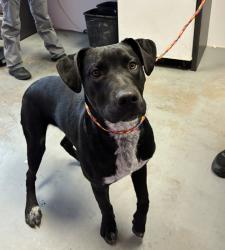 Shelter Stray Male Dog last seen Near E 700 S, SALT LAKE CITY, UT, 84111, 511 W 3900 S, Salt Lake City, UT 84123, USA
