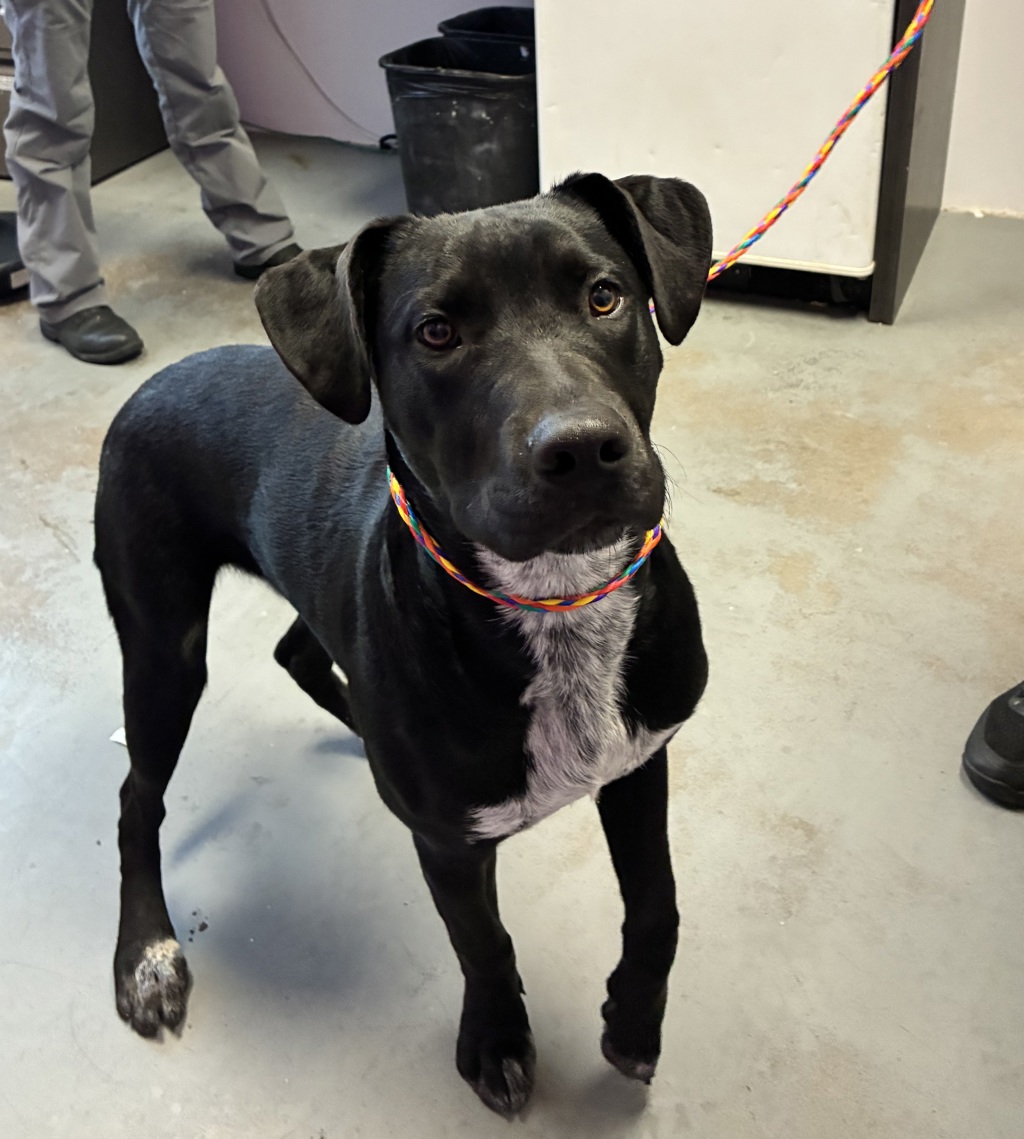 Shelter Stray Male Dog last seen Near E 700 S, SALT LAKE CITY, UT, 84111, 511 W 3900 S, Salt Lake City, UT 84123, USA