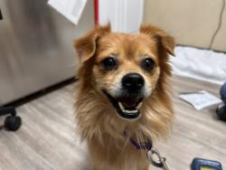 Shelter Stray Male Dog last seen Near E Vista Way, Vista, CA, 92084, Oceanside, CA 92058, USA