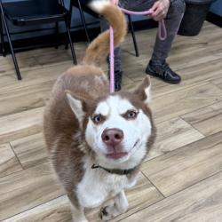 Shelter Stray Unknown Dog last seen , 124 Evergreen Ave, Newark, NJ 07114, USA