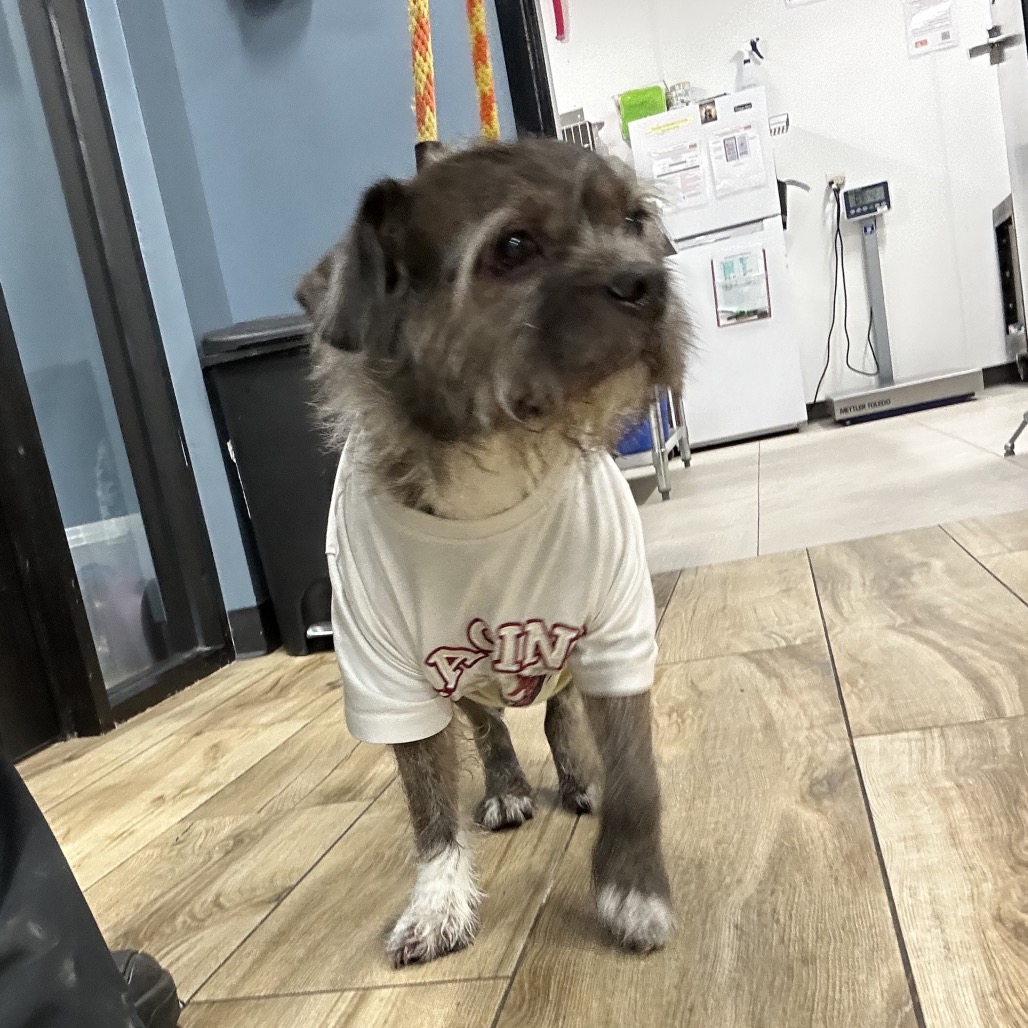 Shelter Stray Unknown Dog last seen , 124 Evergreen Ave, Newark, NJ 07114, USA
