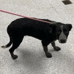 Shelter Stray Male Dog last seen , 5801 Graye Ln, Caldwell, ID 83607, USA
