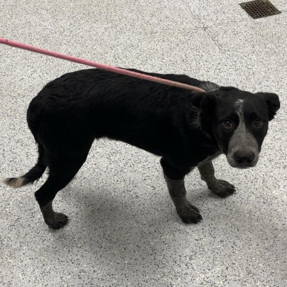 Shelter Stray Male Dog last seen , 5801 Graye Ln, Caldwell, ID 83607, USA