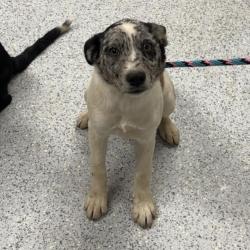 Shelter Stray Female Dog last seen , 5801 Graye Ln, Caldwell, ID 83607, USA
