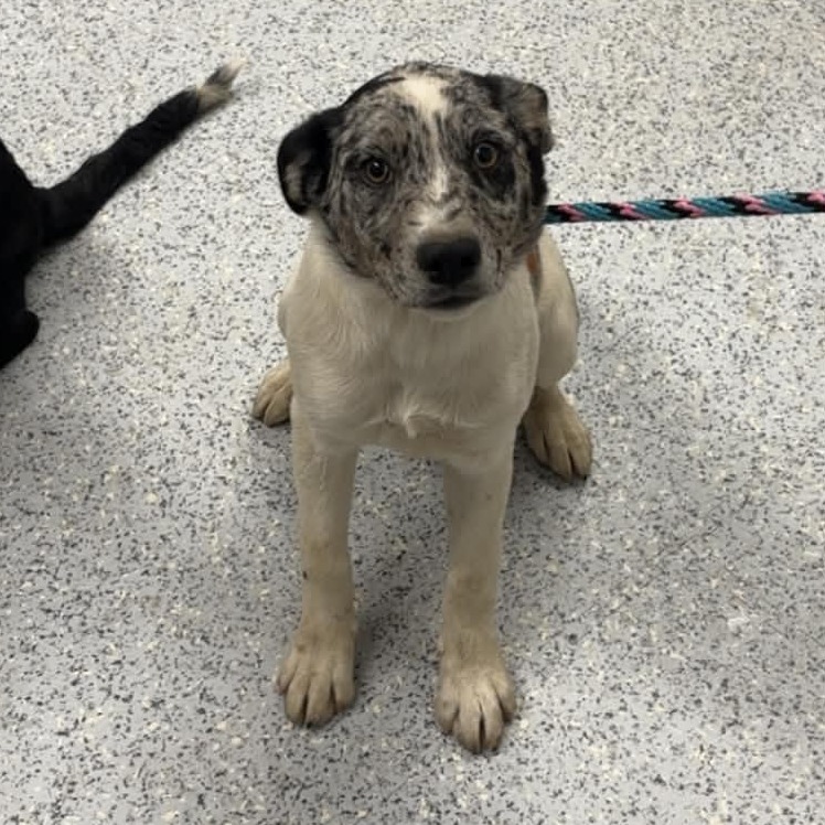 Shelter Stray Female Dog last seen , 5801 Graye Ln, Caldwell, ID 83607, USA