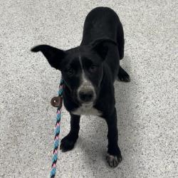 Shelter Stray Female Dog last seen , 5801 Graye Ln, Caldwell, ID 83607, USA