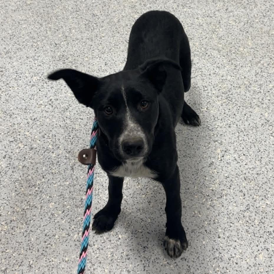 Shelter Stray Female Dog last seen , 5801 Graye Ln, Caldwell, ID 83607, USA