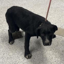Shelter Stray Male Dog last seen , 5801 Graye Ln, Caldwell, ID 83607, USA