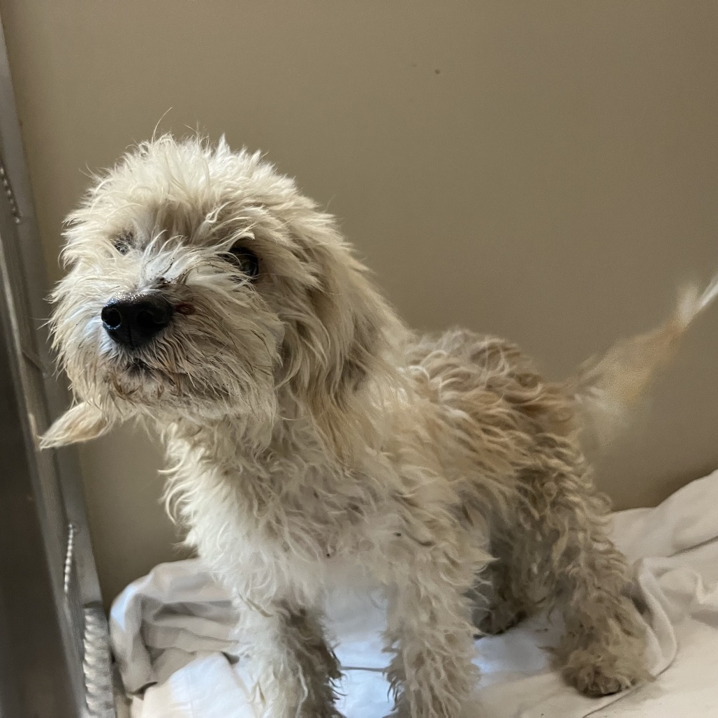 Shelter Stray Male Dog last seen , 4575 E Mesquite Ave, Palm Springs, CA 92264, USA