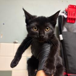 Shelter Stray Male Cat last seen , 361 S Raymond Ave, Pasadena, CA 91105, USA
