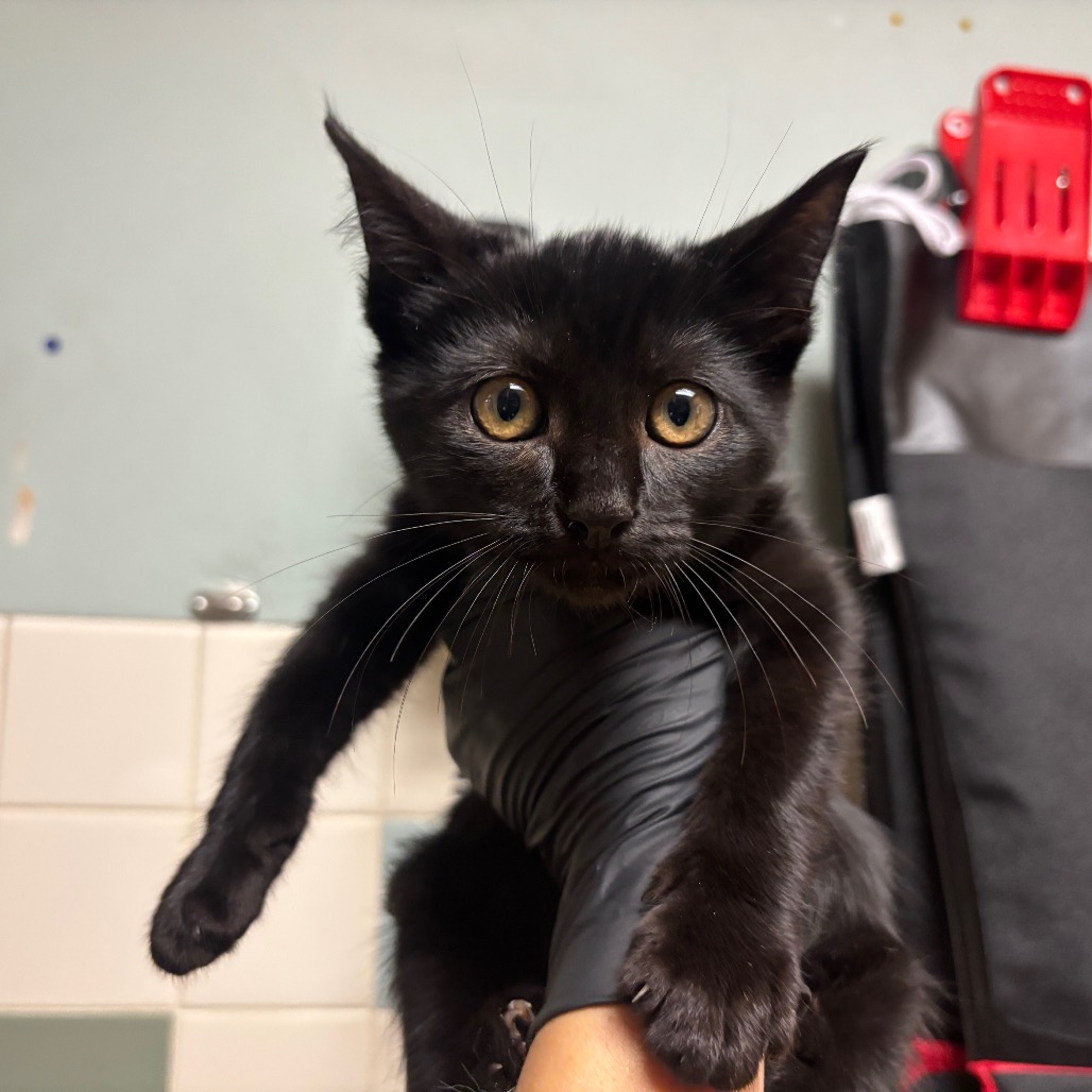 Shelter Stray Male Cat last seen , 361 S Raymond Ave, Pasadena, CA 91105, USA