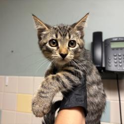 Shelter Stray Female Cat last seen , 361 S Raymond Ave, Pasadena, CA 91105, USA