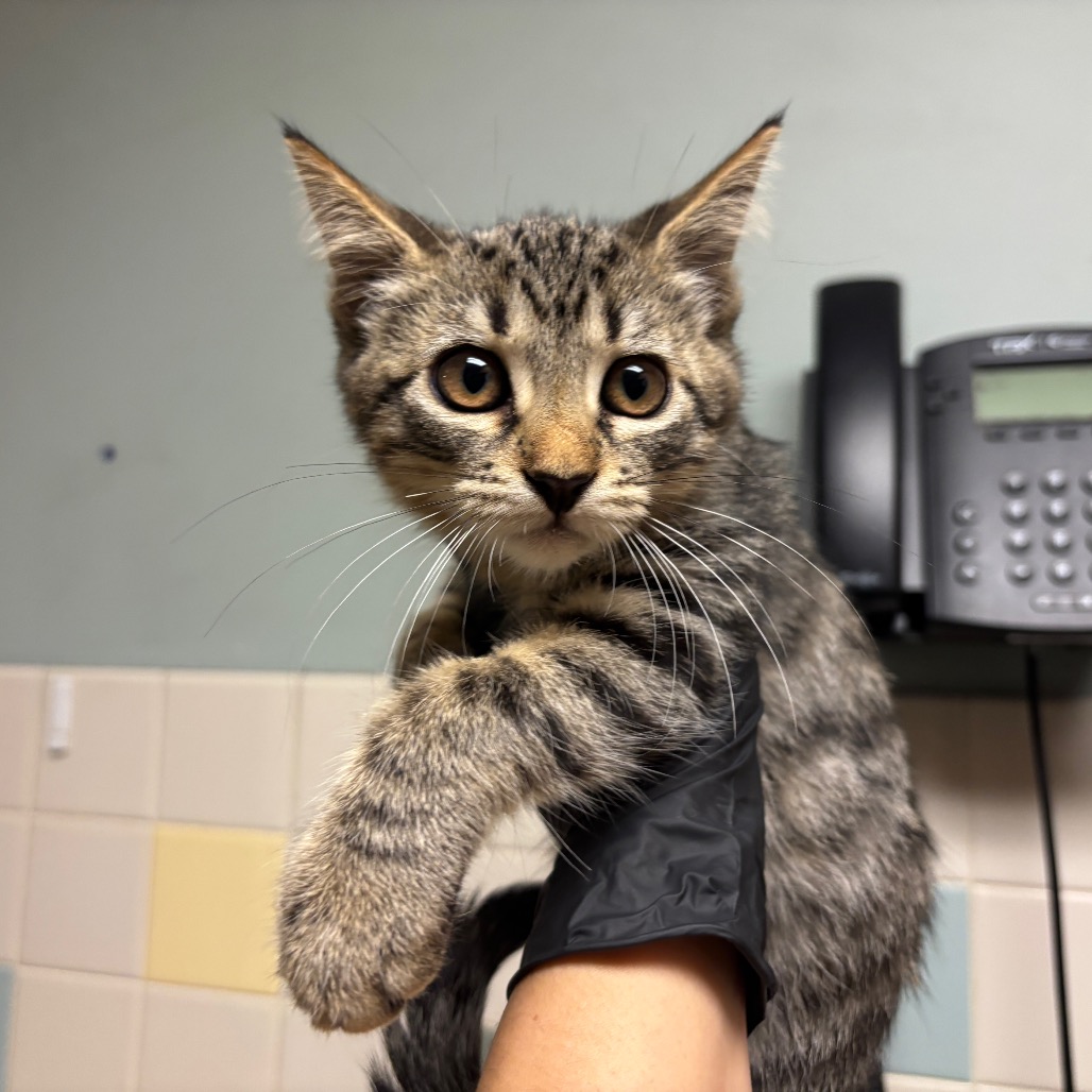 Shelter Stray Female Cat last seen , 361 S Raymond Ave, Pasadena, CA 91105, USA