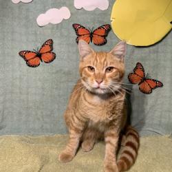 Shelter Stray Male Cat last seen , 361 S Raymond Ave, Pasadena, CA 91105, USA