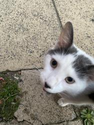 Found/Stray Unknown Cat last seen Edmund street and lLongshore Ave, Philadelphia, PA 19135