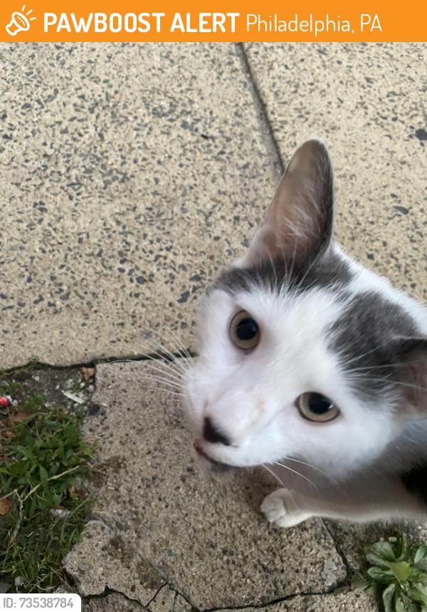 Found/Stray Unknown Cat last seen Edmund street and lLongshore Ave, Philadelphia, PA 19135