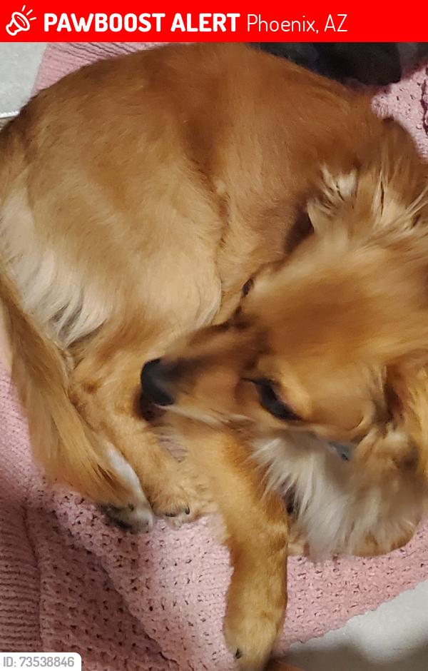 Lost Male Dog last seen 32nd ave and roosevelt, Phoenix, AZ 85009