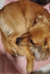 Lost Male Dog last seen 32nd ave and roosevelt, Phoenix, AZ 85009