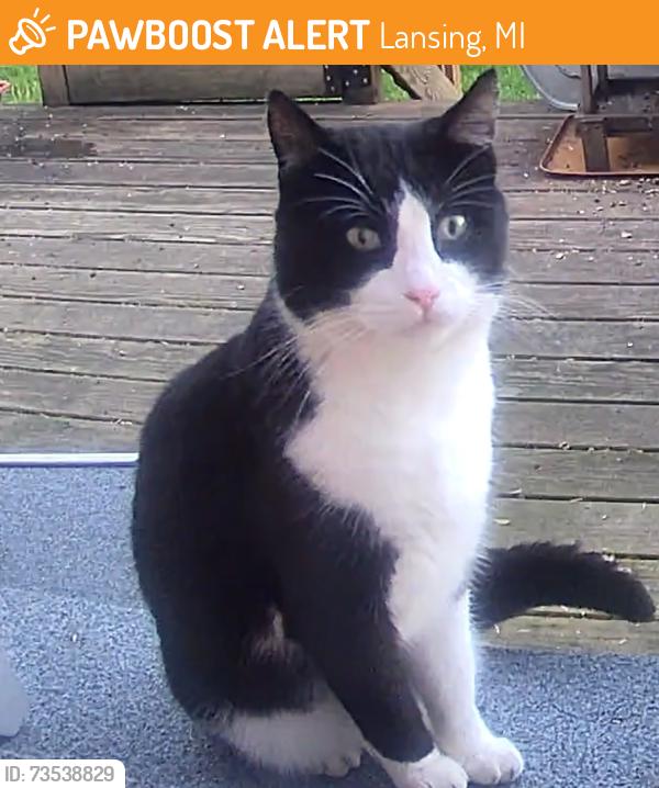 Found/Stray Unknown Cat last seen Miller and Haag rd, Lansing, MI 48911