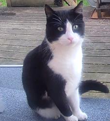 Found/Stray Unknown Cat last seen Miller and Haag rd, Lansing, MI 48911