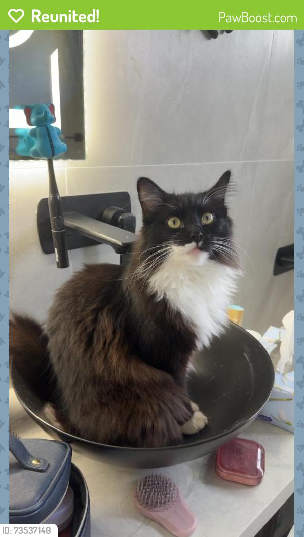 Reunited Male Cat last seen mackenzie st and Archibald st, Revesby, NSW 2211