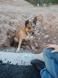 Found/Stray Male Dog last seen Wingate community, Tucson, AZ 85730
