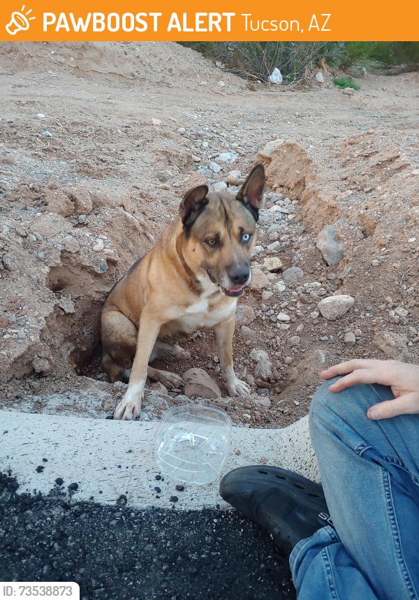 Found/Stray Male Dog last seen Wingate community, Tucson, AZ 85730