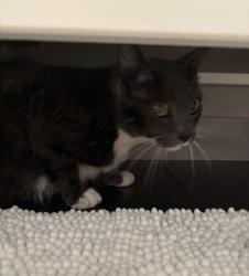 Found/Stray Unknown Cat last seen Alder Dr & Lakeside Green, Palm Beach County, FL 33417