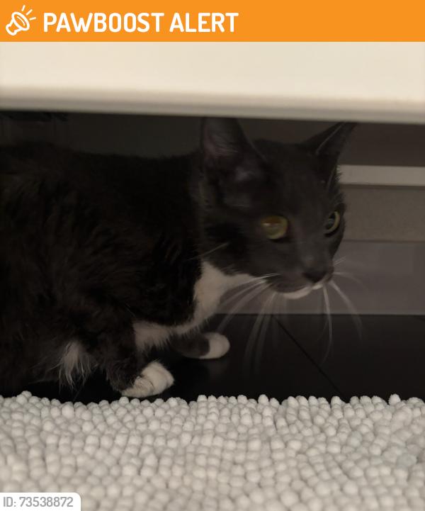 Found/Stray Unknown Cat last seen Alder Dr & Lakeside Green, Palm Beach County, FL 33417