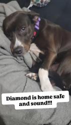 Reunited Female Dog last seen Dexter and W Chicago, Detroit, MI 48206