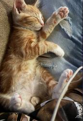 Reunited Male Cat last seen Ne 124th street, North Miami, FL 33161