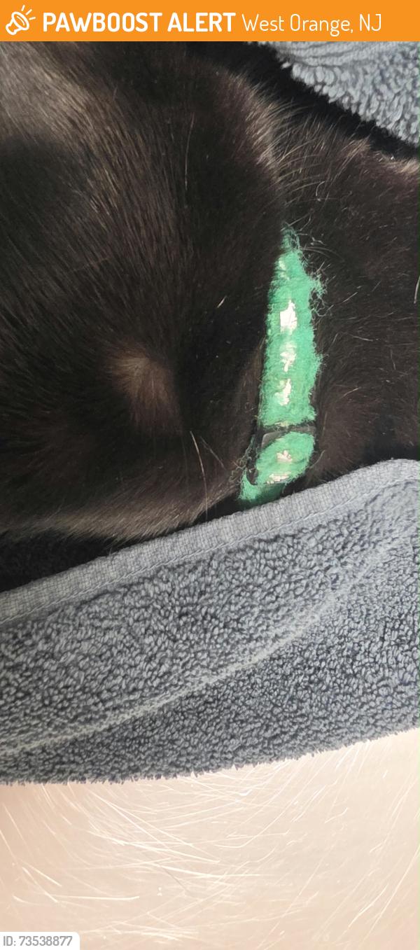 Found/Stray Unknown Cat last seen Overlook Ave and Luddington St., West Orange, NJ 07052