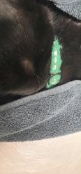 Found/Stray Unknown Cat last seen Overlook Ave and Luddington St., West Orange, NJ 07052