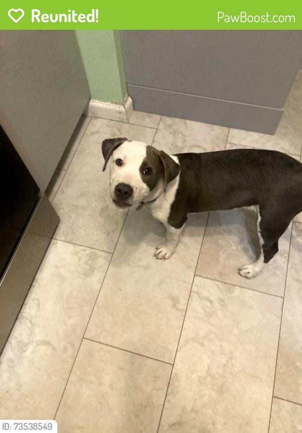 Reunited Female Dog last seen Fox Memorial Park in Albuquerque, Potterville, MI 48876