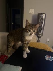 Lost Female Cat last seen Krumm and 5th, Columbus, OH 43219