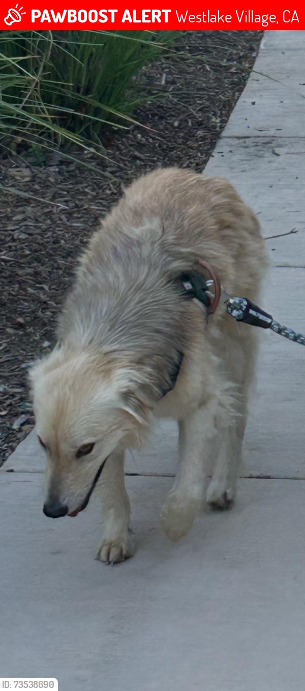 Lost Female Dog last seen She was last headed towards the mountains on OakCrest Dr, turn right into dog park area, a sign that says the meadows, turn right and you'll see some stairs made of brown rocks and a black ball fountain, that is the last place we saw her., Westlake Village, CA 91361