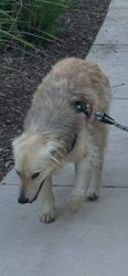 Lost Female Dog last seen She was last headed towards the mountains on OakCrest Dr, turn right into dog park area, a sign that says the meadows, turn right and you'll see some stairs made of brown rocks and a black ball fountain, that is the last place we saw her., Westlake Village, CA 91361