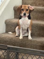 Reunited Female Dog last seen Near Boulder Falls St Henderson, NV 89011 United States, Henderson, NV 89011