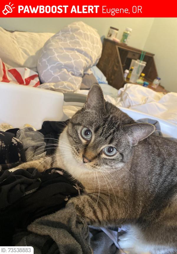 Lost Female Cat last seen Olympic circle, Eugene, OR 97402