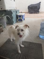 Found/Stray Female Dog last seen Taylor st, Avondale, AZ 85323