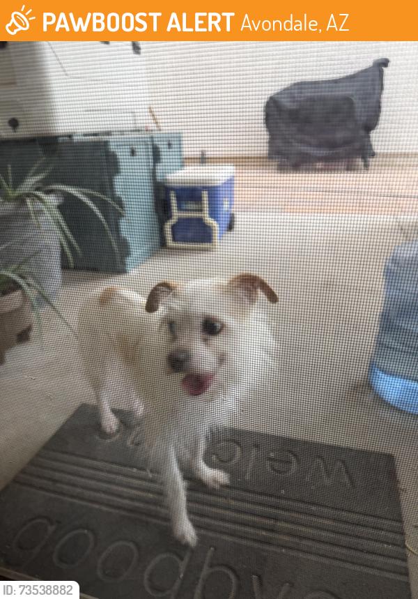 Found/Stray Female Dog last seen Taylor st, Avondale, AZ 85323