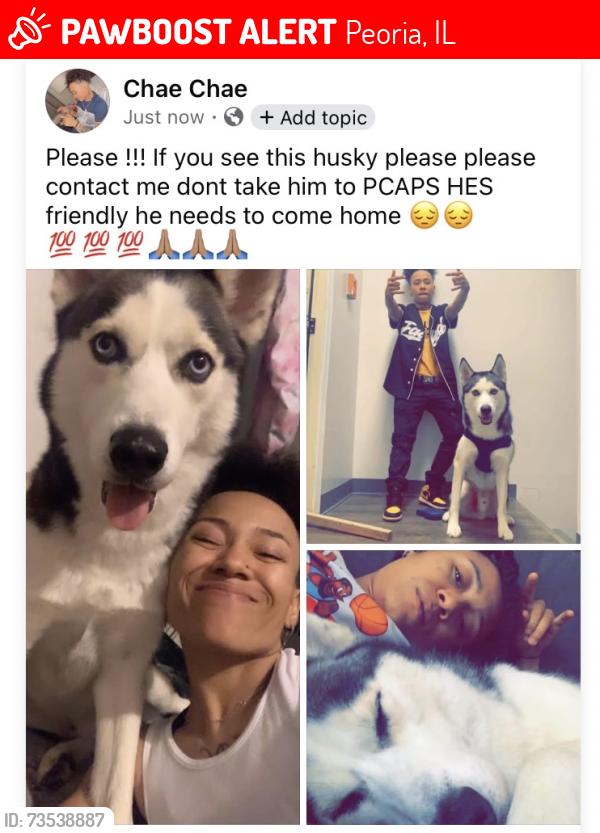 Lost Male Dog last seen Komatsu, Peoria, IL 61603