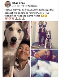 Lost Male Dog last seen Komatsu, Peoria, IL 61603
