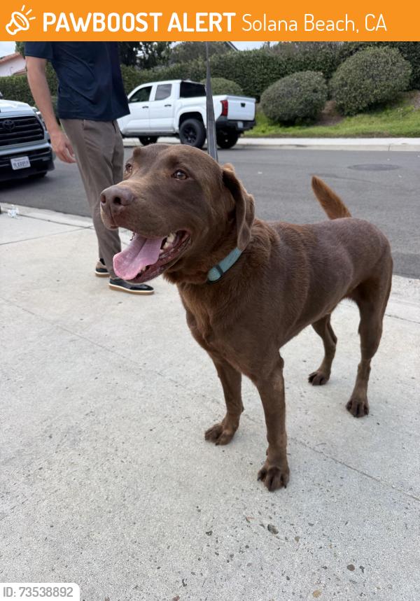 Found/Stray Male Dog last seen San Patricio Dr, Solana Beach, CA 92075